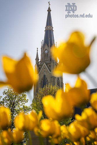 MLC 4.28.25 Spring 01.jpg by Michael Caterina/University of Notre Dame April 28, 2025; Flowers bloom near Basilica of the Sacred Heart. (Photo by Michael Caterina/University of Notre Dame)