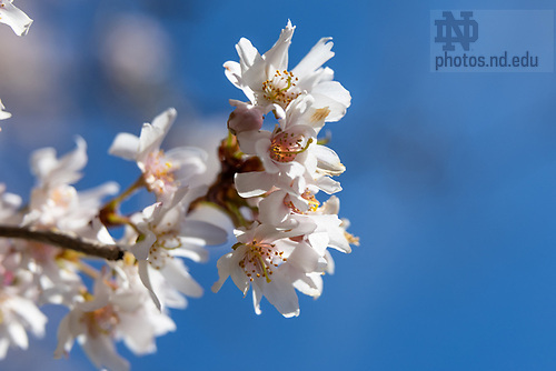 MLC 4.16.25 Spring 01.jpg by Michael Caterina/University of Notre Dame April 16, 2025; A tree in bloom near the LaFortune Student Center. (Photo by Michael Caterina/University of Notre Dame)