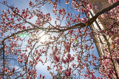 MLC 4.16.25 Spring 04.jpg by Michael Caterina/University of Notre Dame April 16, 2025; A tree in bloom near the LaFortune Student Center. (Photo by Michael Caterina/University of Notre Dame)