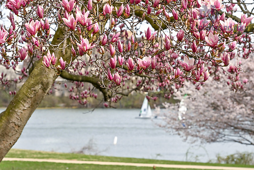 MC 4.14.25 Spring Scenic 01.JPG by Matt Cashore/University of Notre Dame April 14, 2025; Sailboats on St. Joseph Lake (Photo by Matt Cashore/University of Notre Dame)