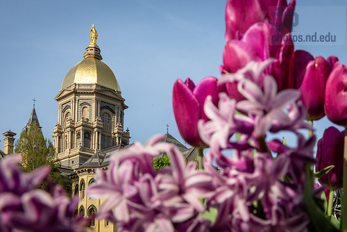 MLC 4.28.25 Spring 02.jpg by Michael Caterina/University of Notre Dame April 28, 2025; Flowers bloom near the Main Building. (Photo by Michael Caterina/University of Notre Dame)