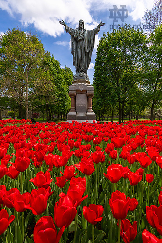 MLC 5.6.25 Tulips 01.jpg by Michael Caterina/University of Notre Dame May 6, 2025; Tulips bloom near The Sacred Heart of Jesus Statue. (Photo by Michael Caterina/University of Notre Dame)