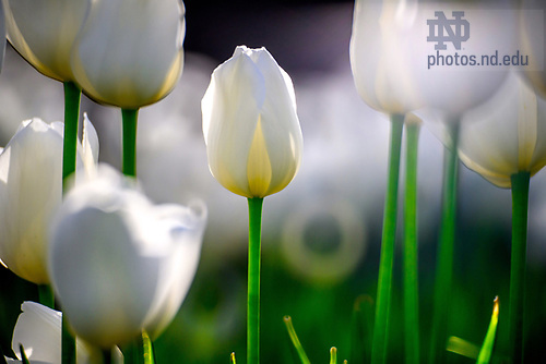 MC 5.7.25 White Tulips 01.JPG by Matt Cashore/University of Notre Dame May 7, 2025; Detail of tulips near the Grotto (Photo by Matt Cashore/University of Notre Dame)