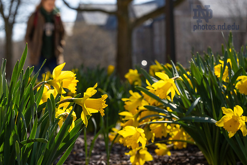 MLC 4.1.25 Spring 03.jpg by Michael Caterina/University of Notre Dame April 1, 2025; A person walks past blooming flowers on the South Quad. (Photo by Michael Caterina/University of Notre Dame)