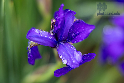 MLC 5.21.25 Rainy Day 02.jpg by Michael Caterina/University of Notre Dame May 21, 2025; Raindrops rest on a flower. (Photo by Michael Caterina/University of Notre Dame)