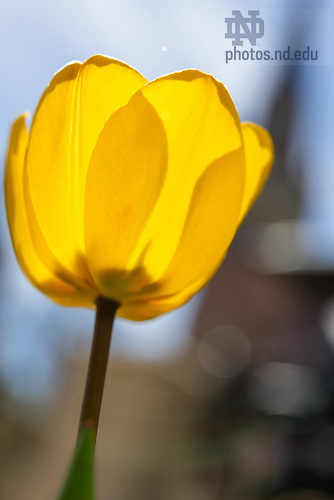 MLC 4.16.25 Spring 02.jpg by Michael Caterina/University of Notre Dame April 16, 2025; A tulip in bloom near the Main Building. (Photo by Michael Caterina/University of Notre Dame)