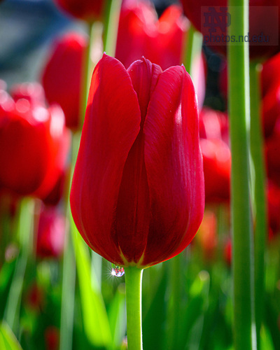 MC 5.7.25 Main Quad Red Tulip.JPG by Matt Cashore/University of Notre Dame