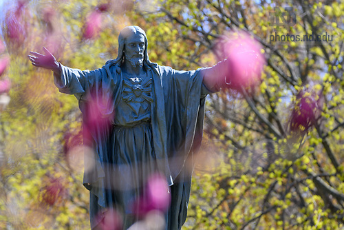 MC 4.16.25 Spring Scenic 01.JPG by Matt Cashore/University of Notre Dame April 16, 2025; Jesus Statue on Main Quad, Spring 2025 (Photo by Matt Cashore/University of Notre Dame)