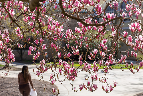 MLC 4.16.25 Spring 03.jpg by Michael Caterina/University of Notre Dame April 16, 2025; A tree in bloom near the LaFortune Student Center. (Photo by Michael Caterina/University of Notre Dame)