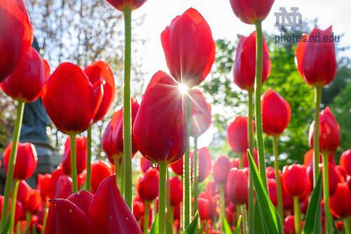 MC 5.7.25 Main Quad Red Tulip 02.JPG by Matt Cashore/University of Notre Dame
