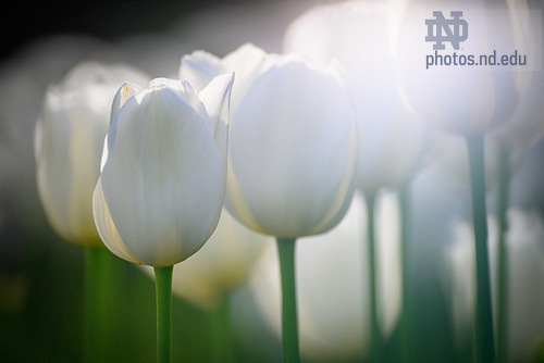 MC 5.7.25 White Tulips 02.JPG by Matt Cashore/University of Notre Dame May 7, 2025; Detail of tulips near the Grotto (Photo by Matt Cashore/University of Notre Dame)