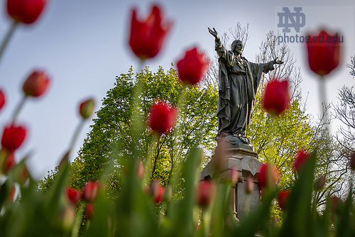 MLC 4.28.25 Spring 03.jpg by Michael Caterina/University of Notre Dame April 28, 2025; Flowers bloom near The Sacred Heart of Jesus Statue. (Photo by Michael Caterina/University of Notre Dame)
